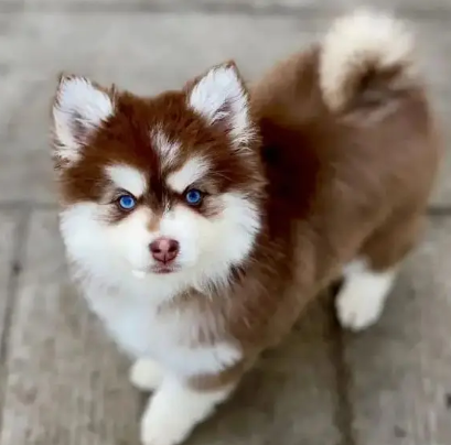 Siberian husky puppies for sale in urgent