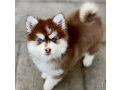 siberian-husky-puppies-for-sale-in-urgent-small-0