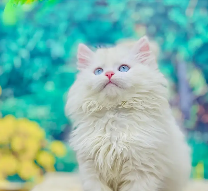 Parshion punch face triple cote kitten cat male and female