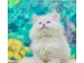 parshion-punch-face-triple-cote-kitten-cat-male-and-female-small-0