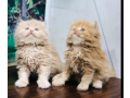 parshion-punch-face-triple-cote-kitten-cat-male-and-female-small-1