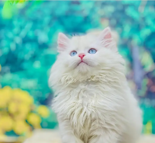 parshion-punch-face-triple-cote-kitten-cat-male-and-female-big-0