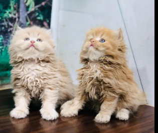 parshion-punch-face-triple-cote-kitten-cat-male-and-female-big-1