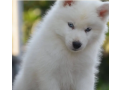 white-siberian-husky-puppy-wolly-coat-puppies-dog-for-sale-small-0
