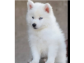 white-siberian-husky-puppy-wolly-coat-puppies-dog-for-sale-small-1