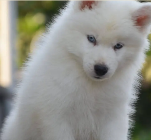 white-siberian-husky-puppy-wolly-coat-puppies-dog-for-sale-big-0