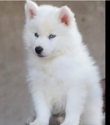white-siberian-husky-puppy-wolly-coat-puppies-dog-for-sale-big-1