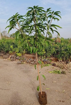Plants / trees / gava plant / Apple/ cheery plant/Seeds for sale