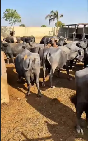 CATTLE FARM DAIRY FARM