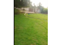 open-plot-for-rent-near-steel-mill-port-qasim-small-3