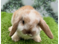 holland-lop-imported-rabbit-bunnies-lop-rabbits-healthy-and-active-small-0