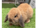 holland-lop-imported-rabbit-bunnies-lop-rabbits-healthy-and-active-small-1