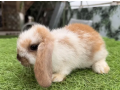 holland-lop-imported-rabbit-bunnies-lop-rabbits-healthy-and-active-small-2