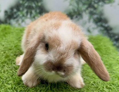 holland-lop-imported-rabbit-bunnies-lop-rabbits-healthy-and-active-big-0