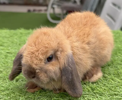 holland-lop-imported-rabbit-bunnies-lop-rabbits-healthy-and-active-big-1