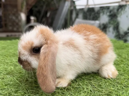 holland-lop-imported-rabbit-bunnies-lop-rabbits-healthy-and-active-big-2