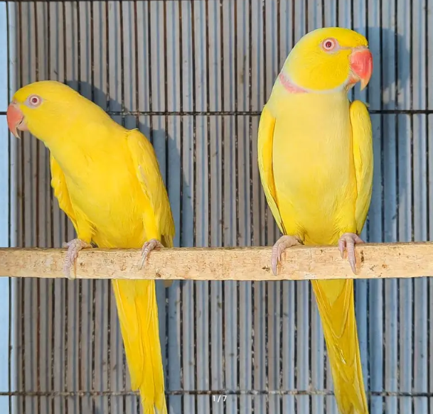 Sun Conure breeder pair and yellow parrots