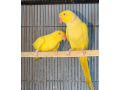 sun-conure-breeder-pair-and-yellow-parrots-small-1