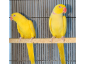 sun-conure-breeder-pair-and-yellow-parrots-small-0