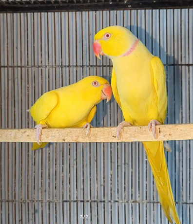 sun-conure-breeder-pair-and-yellow-parrots-big-1