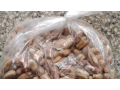ajwa-dates-seeds-small-0