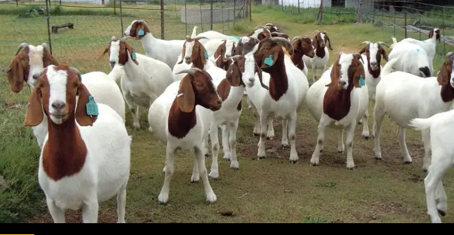 CATTLE FARM DAIRY FARM