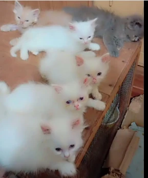 Persian kittens of 2 month triple cort