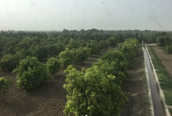 46 Acre In Nasarpur Full Abad Agricultural Land