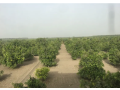 46-acre-in-nasarpur-full-abad-agricultural-land-small-1