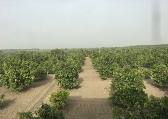 46-acre-in-nasarpur-full-abad-agricultural-land-big-1