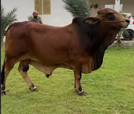 Brahman cross bull / cross breed /bachra / bull wacha / bail