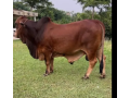 brahman-cross-bull-cross-breed-bachra-bull-wacha-bail-small-1