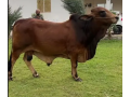 brahman-cross-bull-cross-breed-bachra-bull-wacha-bail-small-0