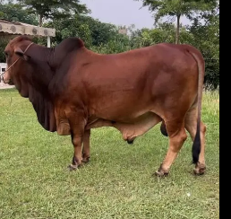 brahman-cross-bull-cross-breed-bachra-bull-wacha-bail-big-1
