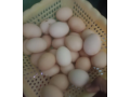 desi-misri-fartile-eggs-small-1