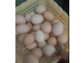 desi-misri-fartile-eggs-small-0