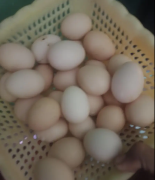 desi-misri-fartile-eggs-big-1