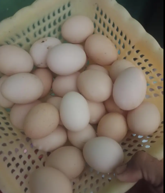 desi-misri-fartile-eggs-big-0