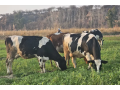 pure-holisteen-freezian-dutch-procross-closeup-calfs-cows-avai-small-0