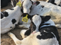 pure-holisteen-freezian-dutch-procross-closeup-calfs-cows-avai-small-1