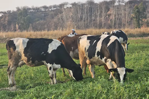pure-holisteen-freezian-dutch-procross-closeup-calfs-cows-avai-big-0