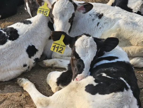 pure-holisteen-freezian-dutch-procross-closeup-calfs-cows-avai-big-1