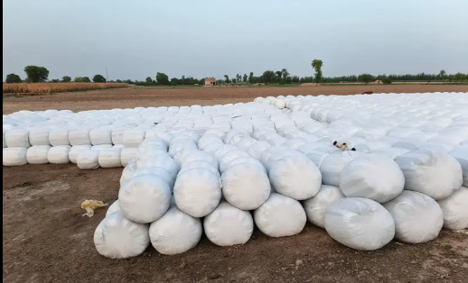 Fresh Corn Silage is Available for Sale, 0304-4134548