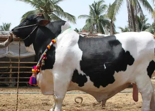CATTLE FARM DAIRY FARM