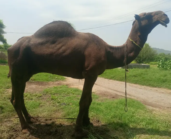 Camel For Sale