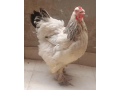 fancy-hen-small-0