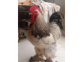 fancy-hen-small-1