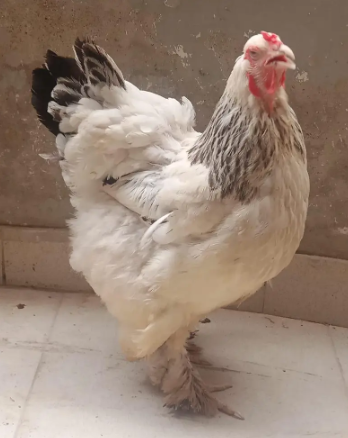 fancy-hen-big-0
