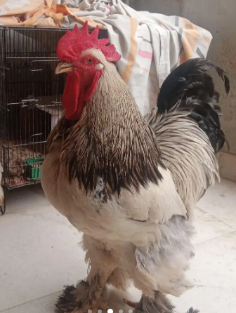 fancy-hen-big-1