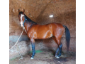 young-female-horse-for-sale-small-0